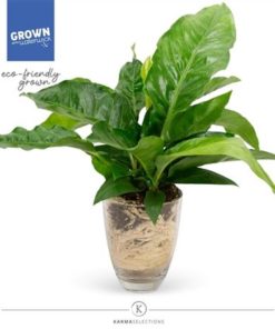 Anthurium - Karma Urban | 19cm | Quality Glass