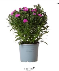 Aste Starl Pink