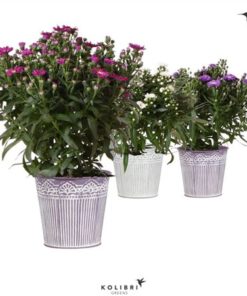 Aste Starl Mix In Zinc Classic