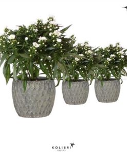 Aste Starl White In Ceramic Marrakesh Grey