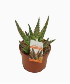 Aloe Dannyz