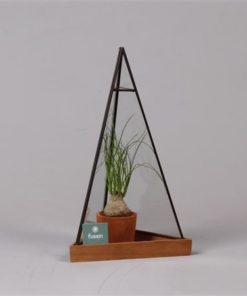 Beaucarnea Recur In Glass Pyramide With Metal L