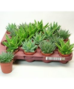 Aloe Mix