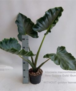 Aloc Macrorrhizos New Guinea Gold
