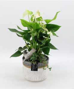 Anthu White Ancr 2105w In Ceramic With Rope