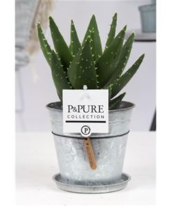 Aloe Mitriformis In Zinc Louise