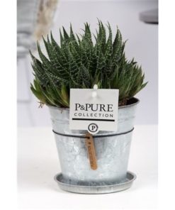 Aloe Aristata In Zinc Louise