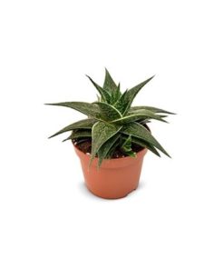 Aloe Hodi Exclusive