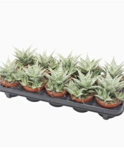 Aloe Doran Black