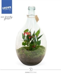 Anthu A Mil Flow Red In Glass