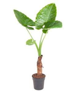 Aloc Macrorrhiza