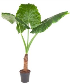 Aloc Macrorrhiza
