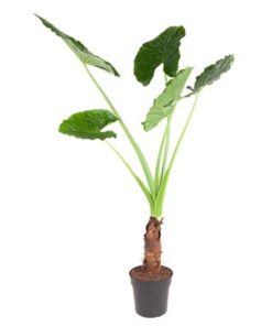 Aloc Macrorrhiza