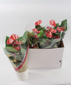 Anthu An Buga Red In White Ceramic