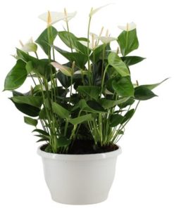 Anthu Pr Al White In Bowl