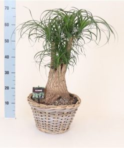 Beaucarnea Recur Branched In Basket Bowl
