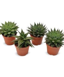 Aloe Haworthia Mix Premium