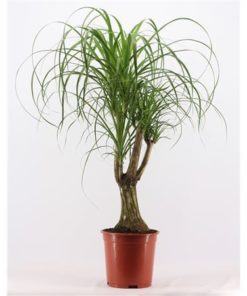 Beaucarnea Recur Branched A2