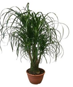 Beaucarnea Recur Branched A2