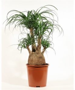 Beaucarnea Recur Branched