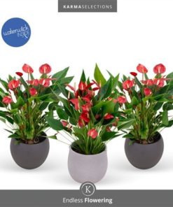 Anthu A Mil Flow Red In Mix Ceramic