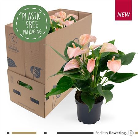 Anthu An Joli Peach Plastic Free