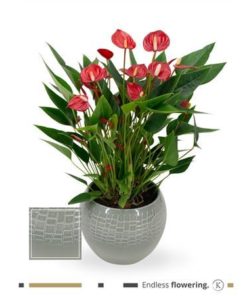 Anthu A Mil Flow Red In Grey Ceramic