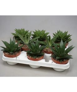 Aloe Mix