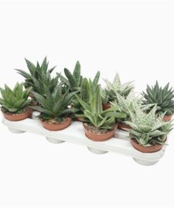 Aloe Mix