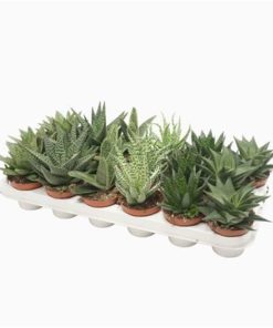 Aloe Mix