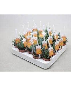 Aloe Mix + Picker + Label
