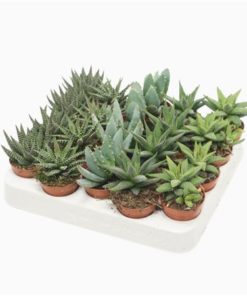 Aloe Mix