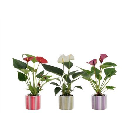 Anthu An Mix In Ceramic Bobbi