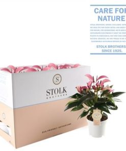 Anthu Zizou Eco Box