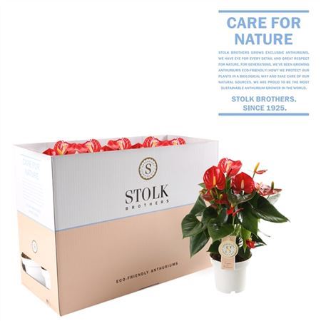 Anthu An Red Champio Eco Box