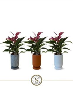 Anthu Zizou In Ceramic Roman