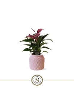 Anthu Zizou In Ceramic Pugla Pink