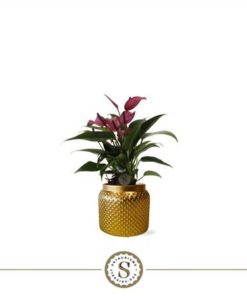 Anthu Zizou In Ceramic Pugla Gold
