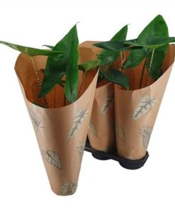 Aloc Zebrina In Sleeve Kraft