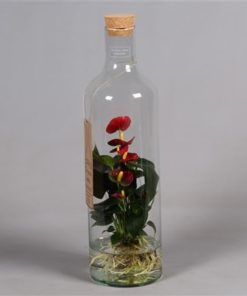 Anthu Red In Glass Bottle