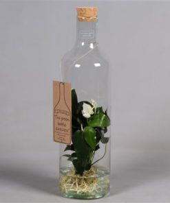 Anthu White In Glass Bottle