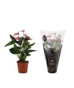 Anthu Pr Al Glorious In Sleeve