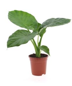 Aloc Macrorrhiza