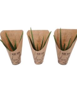 Aloe Vera In Sleeve Paper