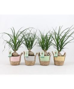 Beaucarnea Recur In Ceramic Noah Pastel