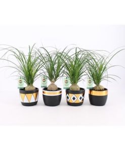 Beaucarnea Recur In Elegant Pot Mix