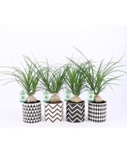 Beaucarnea Recur In Escher Pot Mix