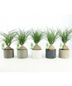 Beaucarnea Recur In Classic Pot Mix