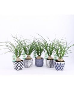 Beaucarnea Recur In Delft Blue Pot Mix