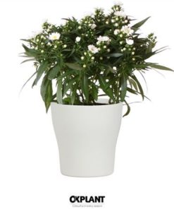 Aste Starl White In Ceramic White